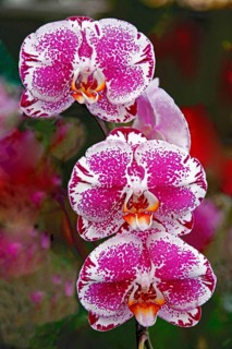 Phalaenopsis