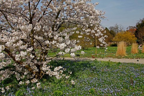 Tree blossom