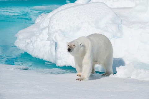 Polar bear