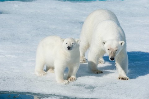 Polar bear