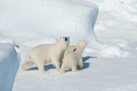 Polar bear