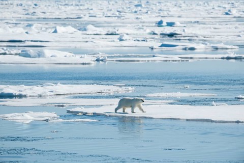 Polar bear