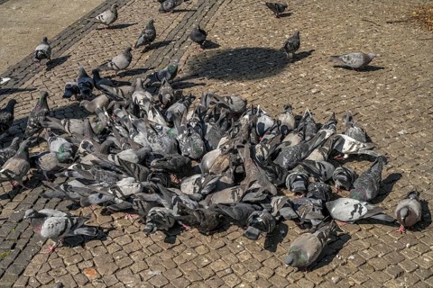 Pigeons