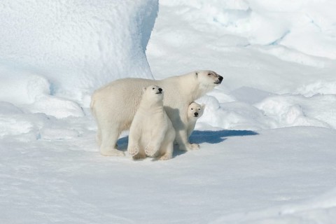 Polar bear