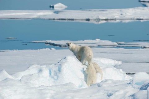 Polar bear