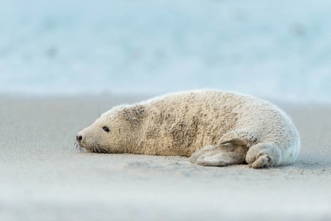 Grey Seal