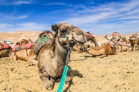 Camels as mounts resting in the Negev Desert