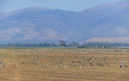 Cranes