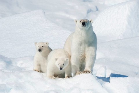 Polar bear