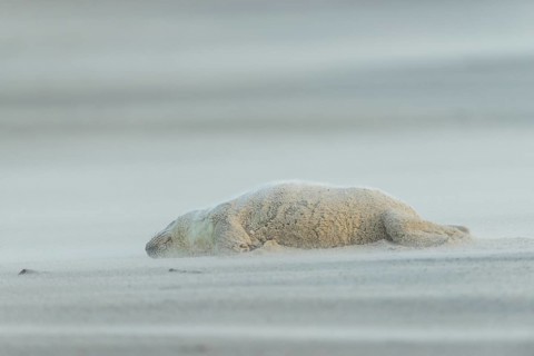 Grey Seal