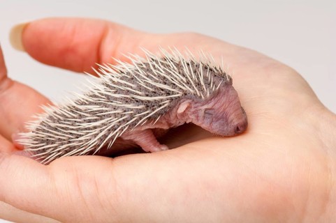 European european hedgehog