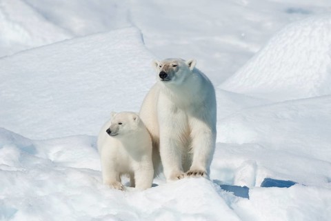 Polar bear