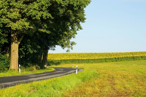 Small country road with sunflower field