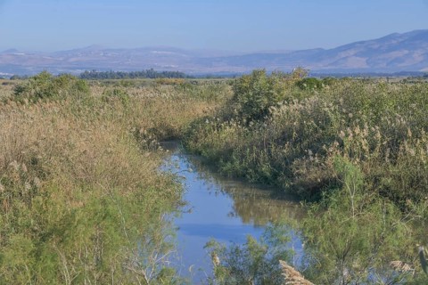 Marshes