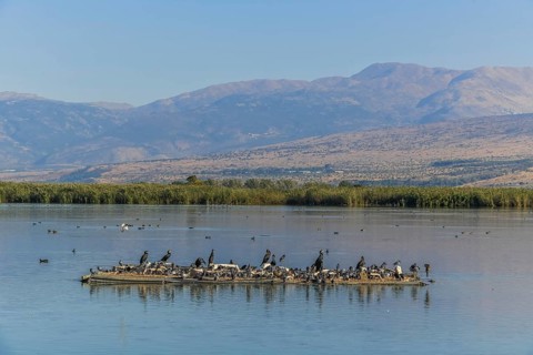 Cormorants