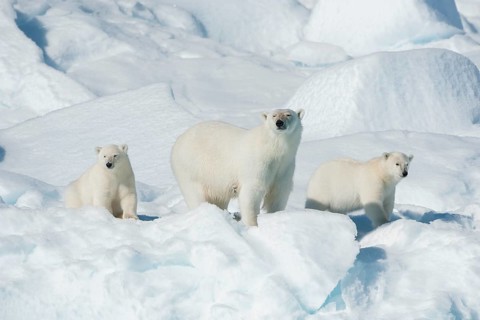 Polar bear