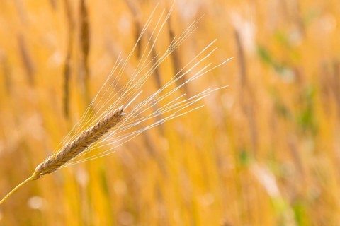 Ear of barley