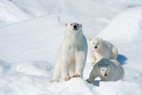 Polar bear
