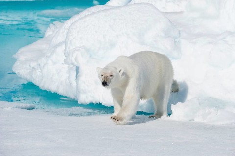 Polar bear