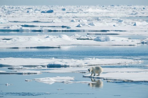 Polar bear