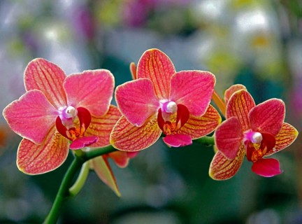 Phalaenopsis