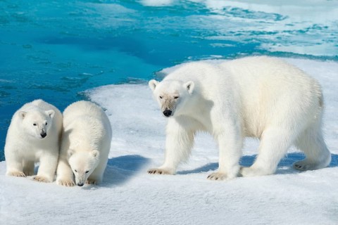 Polar bear