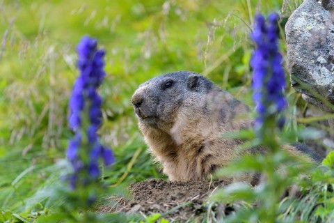 Alpine Marmot