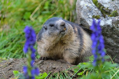 Alpine Marmot