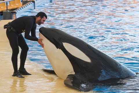 Killer whale