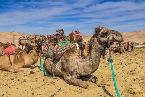 Camels as mounts resting in the Negev Desert