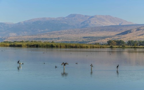 Cormorants