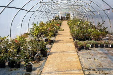 Potted shrubs growing inside poly-tunnel garden centre greenhouse