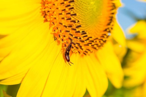 Earwig