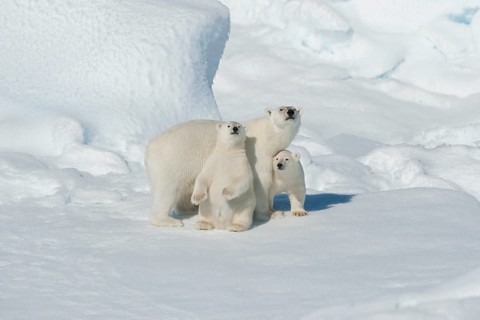 Polar bear