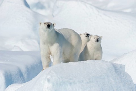 Polar bear