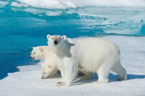 Polar bear