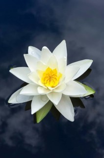 Flowering european white water lily