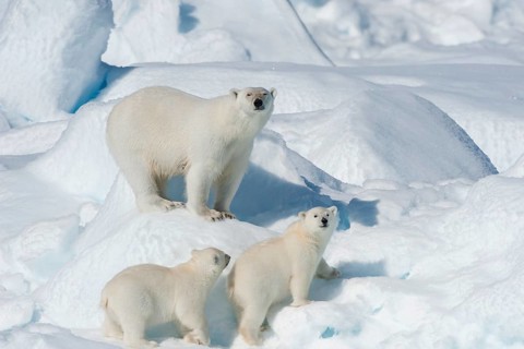 Polar bear