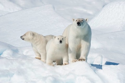 Polar bear