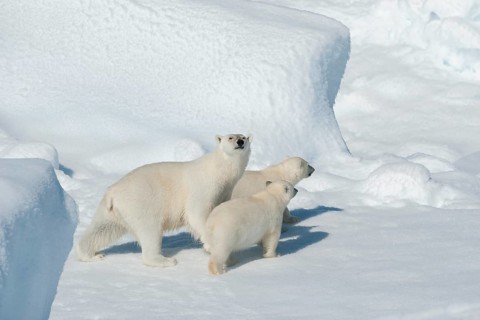 Polar bear