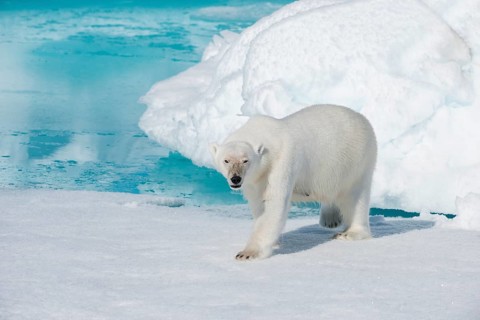 Polar bear