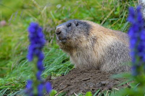 Alpine Marmot