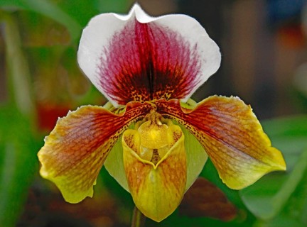 Venus slipper
