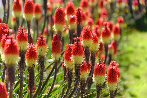 Kniphofias