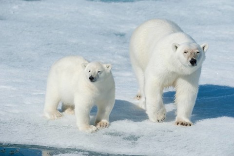 Polar bear