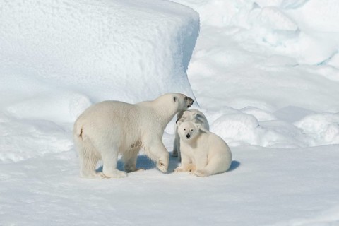 Polar bear