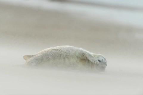 Grey Seal