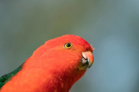 Australian King Parrot