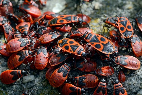 Firebugs