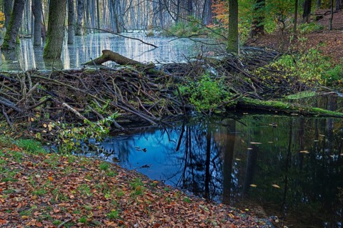 Dam of a beaver in the little river Briese